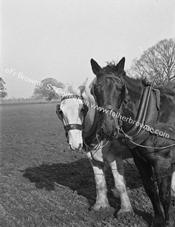 PLOUGH HORSES